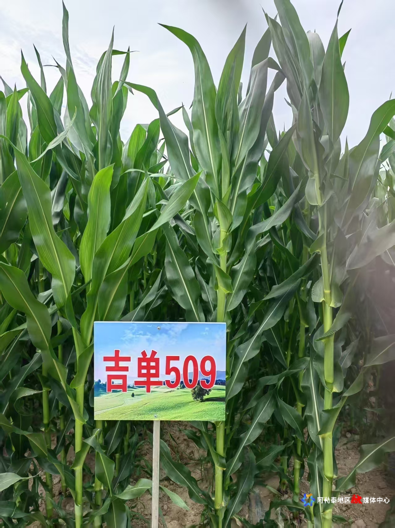 mmexport1745410433219